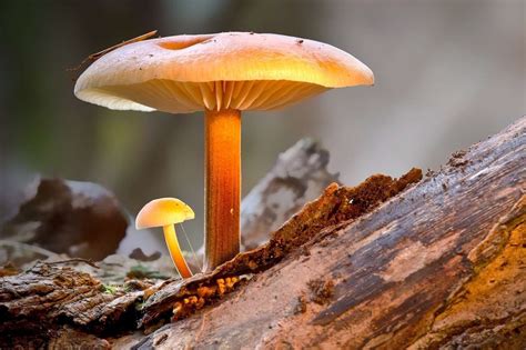 The Chemistry and Active Compounds in Magic Carpet Mushrooms